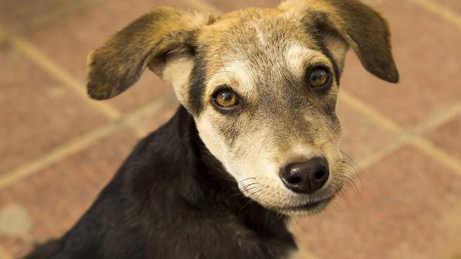 Condomínios não podem proibir que moradores tenham animais